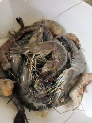 Udang berkulit