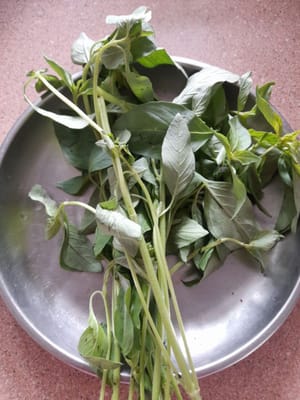 把羅勒葉綁起嚟