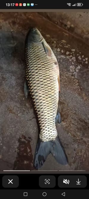 草鱼一条