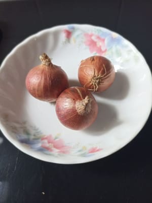 biji bawang merah
