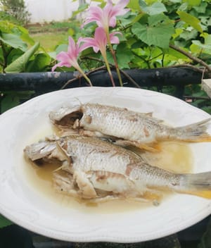 將魚放入加鹽的水中煮