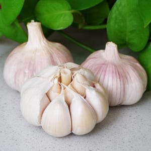 butiran bawang putih