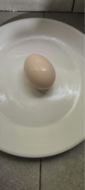 鸡蛋一个