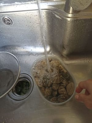 Cuci kerang dan