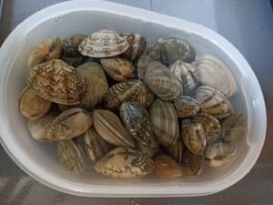 kurang laut