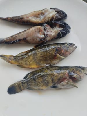 桂魚