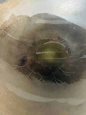 炒雜蔬與調味:鍋中補少量油,下洋蔥碎爆香,加入焯水後的雜蔬翻炒。若用咖哩塊,此時加入小火煮化 。