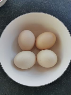 butir telur Ayam