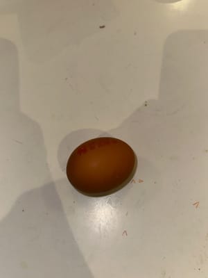 鸡蛋