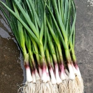 Dua tunas bawang putih