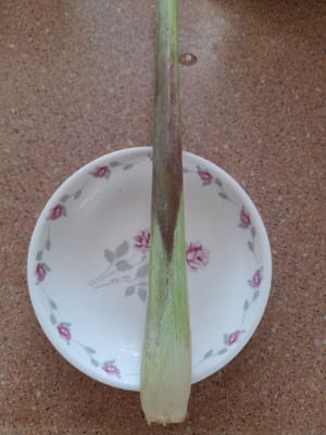 crushed lemongrass stalks