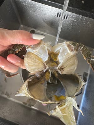 When washing crabs, be sure to use a brush to clean the gaps between the toes and cut off the loose gills on both sides with scissors.