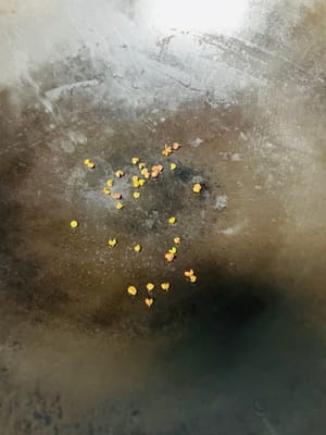 후추 볶음 및 분쇄: 녹색과 빨간색 후추 껍질을 씻어 중불에서 팬에 넣고 건조하고 향이 날 때까지 볶은 다음 분쇄기를 사용하여 가루로 분쇄합니다.