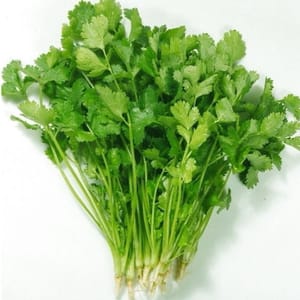 고수 100g