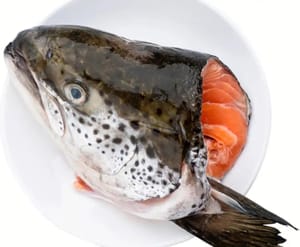 Salmon head