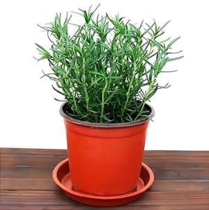 Rosemary