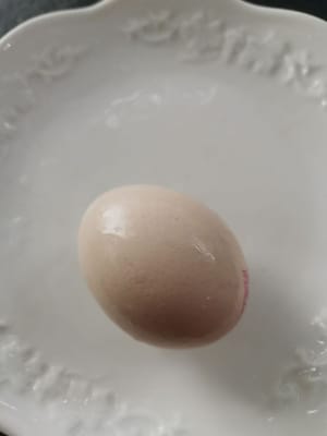 egg