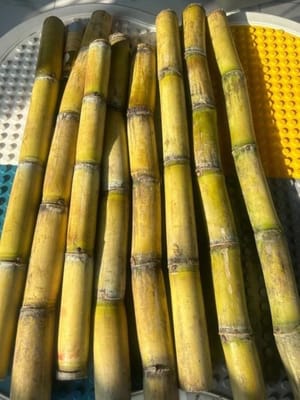 Aproximadamente 300 gramos de brotes de bambú.