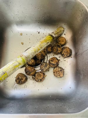 Frote la caña de azúcar con una lana de acero y córtela en trozos pequeños; pele las castañas de agua y córtelas por la mitad. Reserve todo.