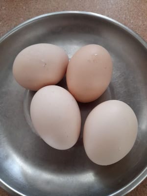 蛋粒
