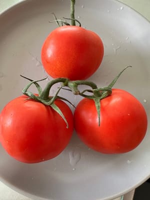 tomatoes