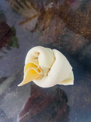 3. 由於我沒買到豆腐結，我買了千張嚟代替。每張千張長30cm，我把它分成兩半，對折後從頂角開始捲起嚟，然後打結。要是它“不聽話”，打不結實，就用牙籤紮它😀。當然，你也可以直接買現成打好結的豆腐結。