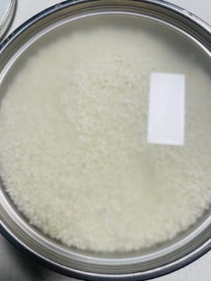 Faites tremper le riz gluant dans de l’eau froide pendant environ 24 heures. S’il est chaud, placez-le au réfrigérateur pour éviter qu’il ne se gâte.