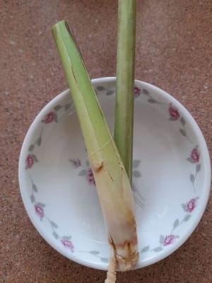 搗碎檸檬草莖