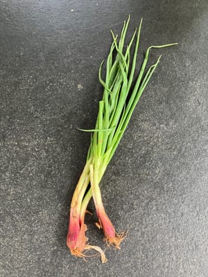 Oignon nouveau pour la garniture