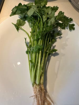 cilantro