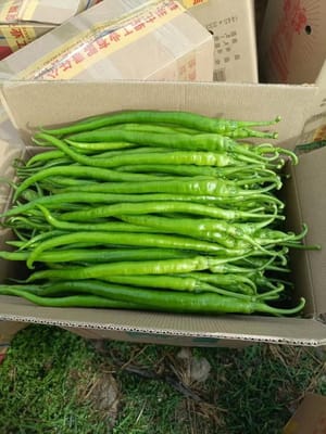 1 grüner Erjingtiao-Pfeffer