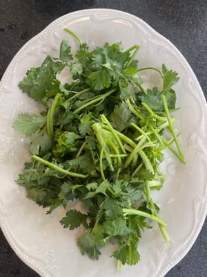 芫荽切斷