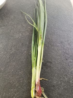 Stängel