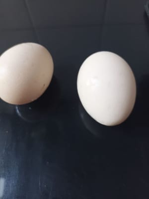 鸡蛋种子