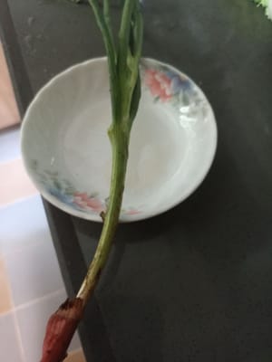 tallo de cebolleta