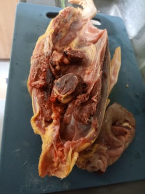 Medio pato de pueblo