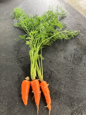 自家种植的胡萝卜