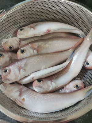 魚