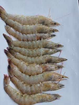 Gamberetti