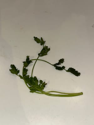 Koriander (gehackt)