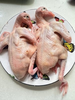 ハト