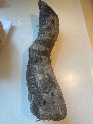 มันม่วง