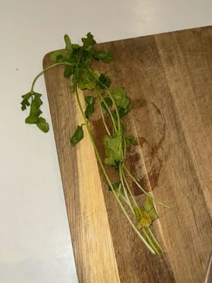 香菜