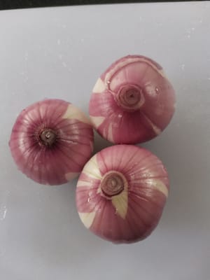 graines d'oignon rouge