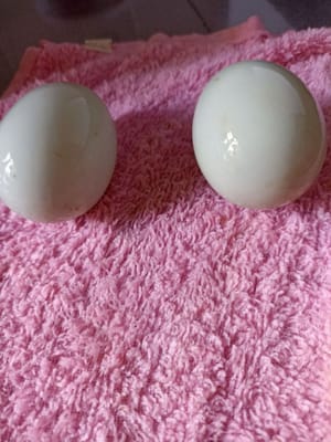 biji telur Asin ambil kuningnya saja
