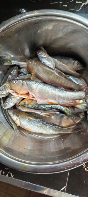 pulire il pesce e scolare l'acqua per un uso successivo