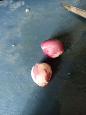 semillas de chalota