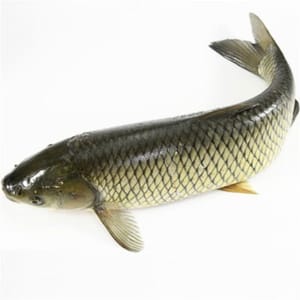 Satu ikan, sekitar 2500 gram