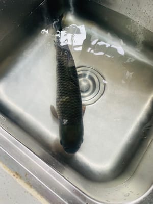 Pilih ikan dengan berat 2-3 pon (terlalu kecil dan tidak ada dagingnya, terlalu besar dan tidak akan matang). Biarkan ikan langsung terbuka. Jika Anda ingin membuat dua rasa, potong menjadi dua.