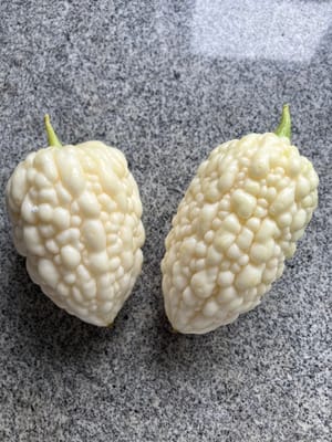 Melón amargo blanco 450g